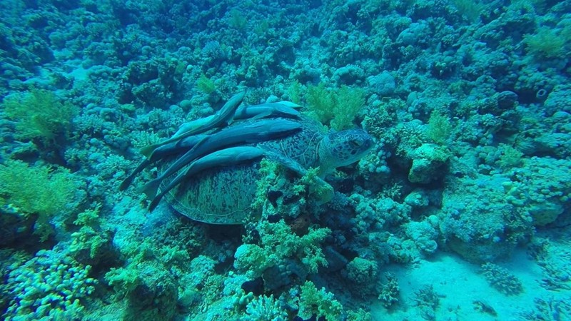 Sag Hallo zu Jack... die neueste Schildkrötensichtung im Roten Meer